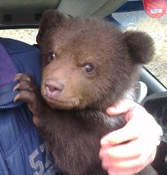 A young bear